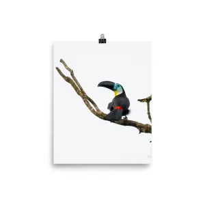 Channel-billed Toucan - print