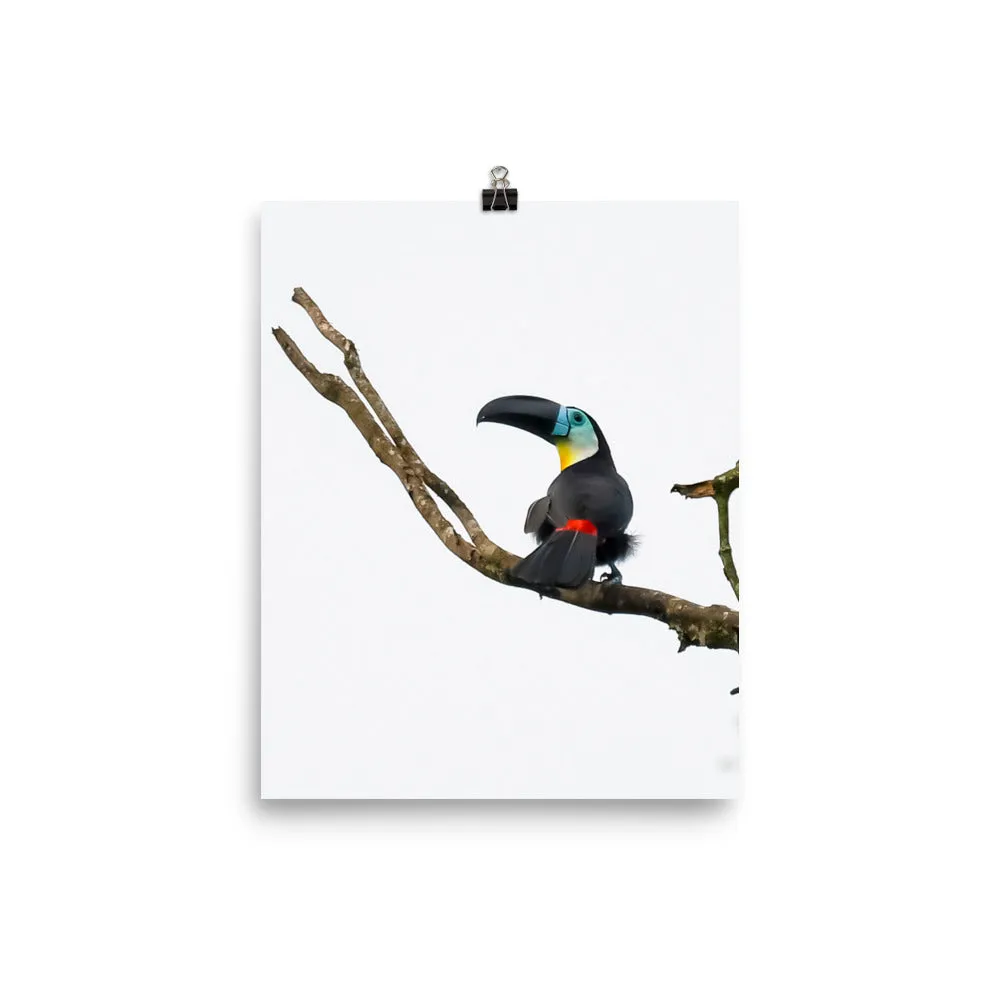 Channel-billed Toucan - print