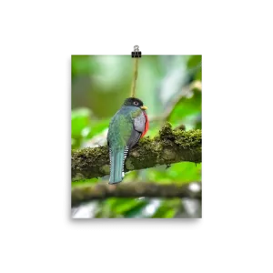 Collared Trogon print