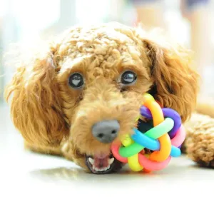 Colorful Dog Chewer