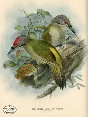 PDXC1312 -- Birds