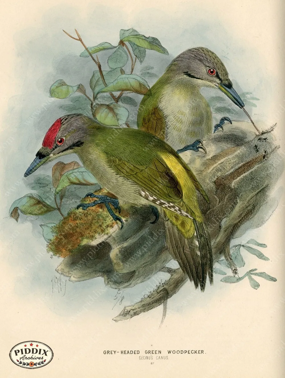 PDXC1312 -- Birds
