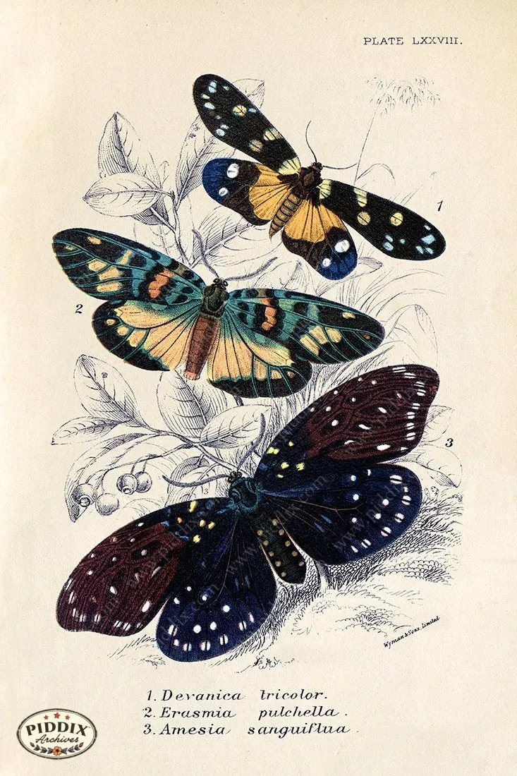 PDXC5310 -- Butterflies