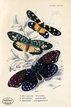 PDXC5310 -- Butterflies