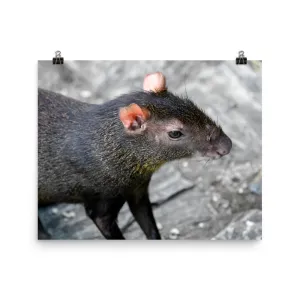 Red-rumped Agouti-print