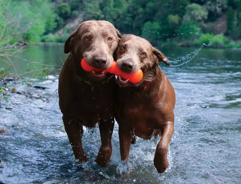 RuffDawg Indestructible Rubber Dawg-Buster - Assorted Colours