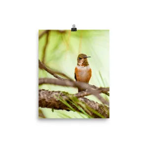 Rufous Hummingbird, male, immature, perched - print