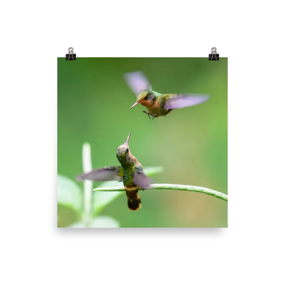 Tufted Coquette females competing for territory - print