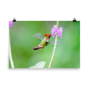 Tufted Coquette male at tiny flower - print