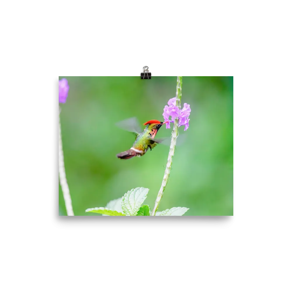 Tufted Coquette male at tiny flower - print