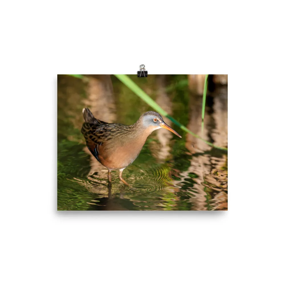 Virginia Rail print 3