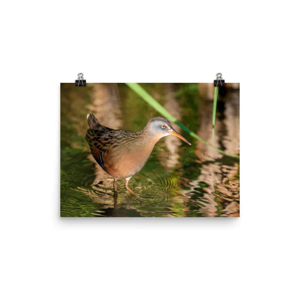 Virginia Rail print 3