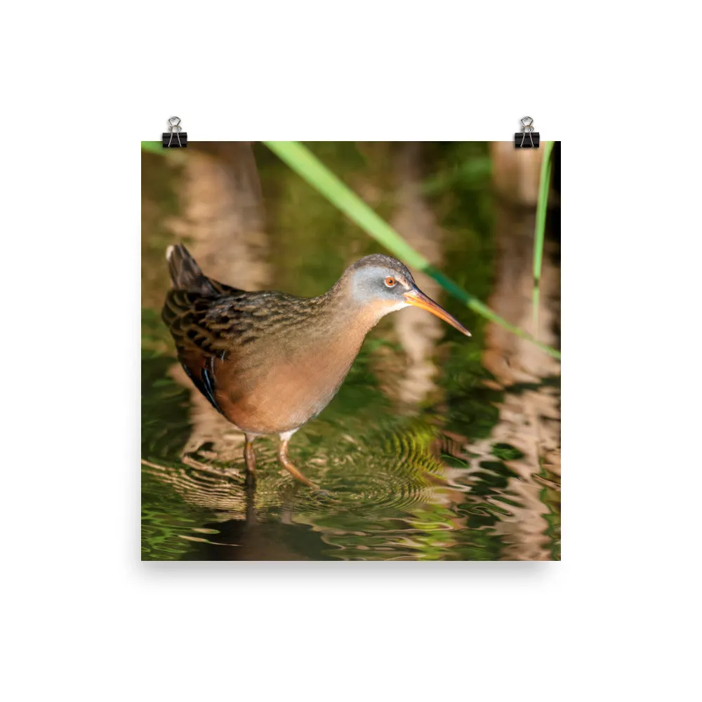Virginia Rail print 3