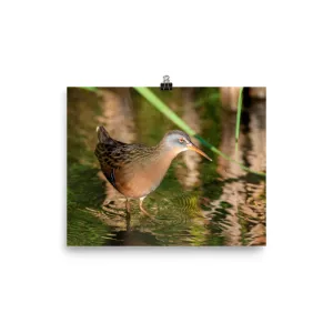 Virginia Rail print 3